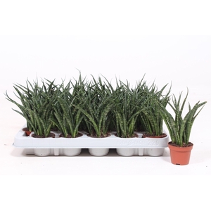 Sansevieria Fernwood