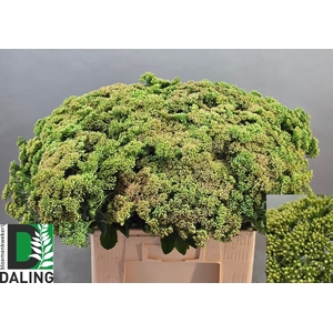 SEDUM SPECTABILE