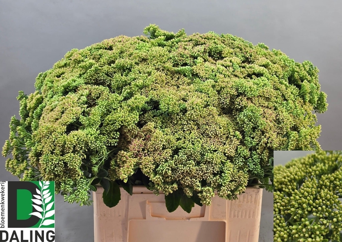 <h4>SEDUM SPECTABILE</h4>