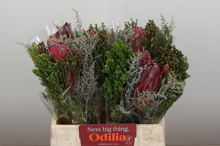 <h4>PROTEA PER BOS</h4>