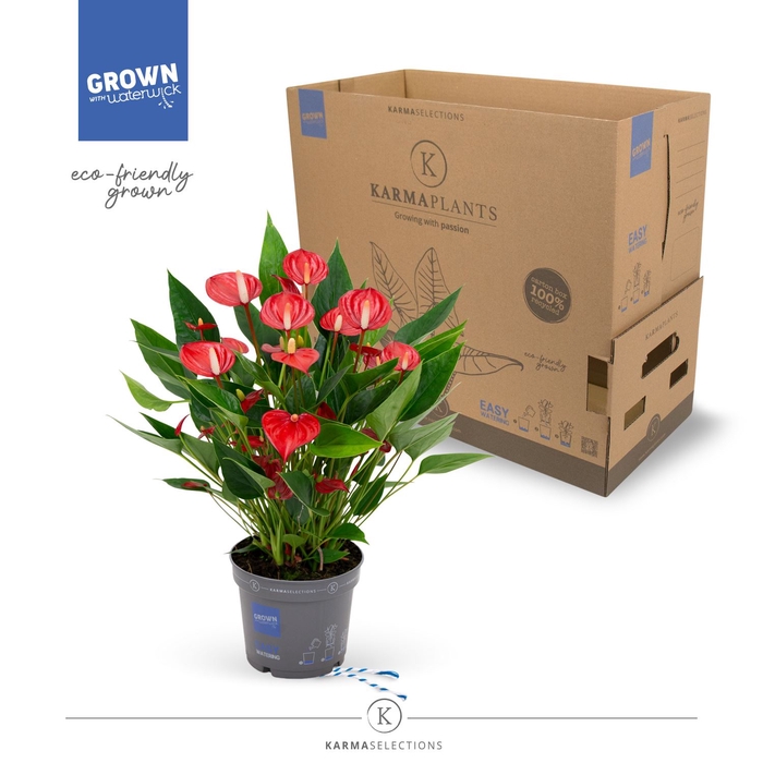 <h4>Anthurium andr. 'Mill Flowers Red'</h4>