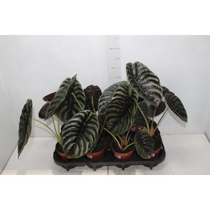ALOCASIA CUPREA P12
