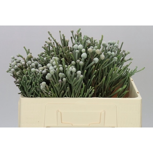 Kaaps Brunia Silver