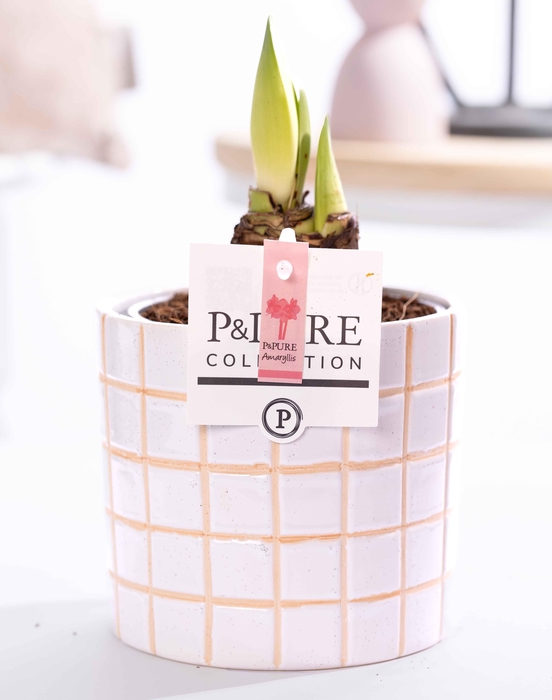 <h4>Hippeastrum pink in P&PURE Tirza ceramics</h4>