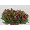 Protea Robijn