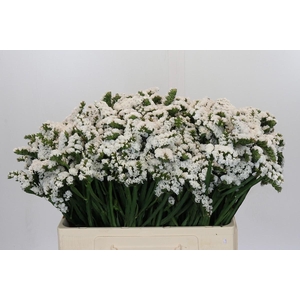 Limonium Silvery Sun Birds