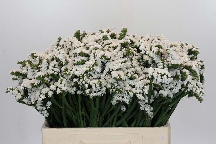 <h4>Limonium Silvery Sun Birds</h4>