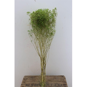 Dried Gyps Green Bunch