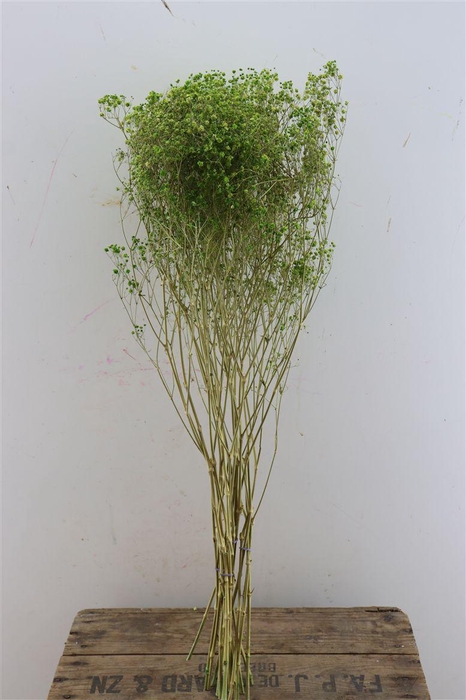 <h4>Dried Gyps Green Bunch</h4>