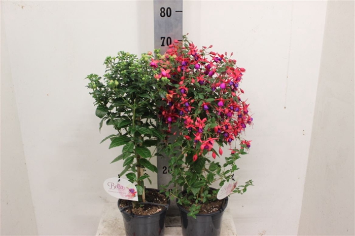 <h4>Fuchsia Gemengd Stam</h4>