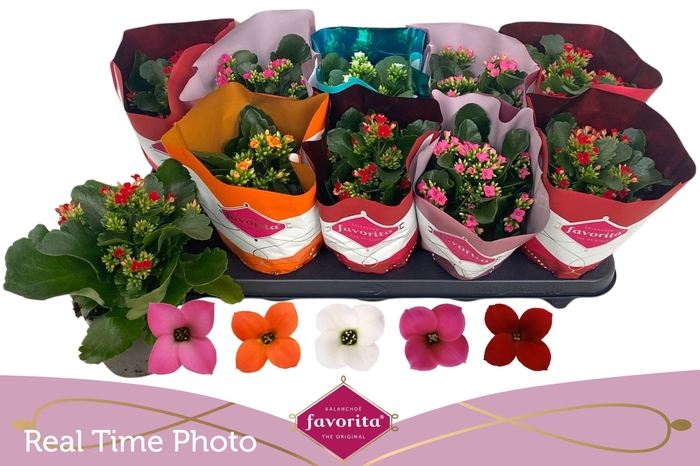 <h4>KAL EN GEM 5 KL</h4>