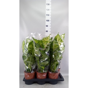 Dieffenbachia  'Mars'