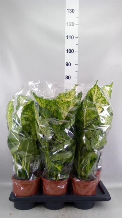 <h4>Dieffenbachia  'Mars'</h4>