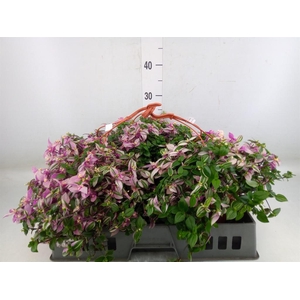 Tradescantia flum. 'Quadricolor'