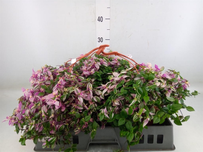 <h4>Tradescantia flum. 'Quadricolor'</h4>