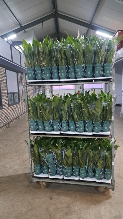 <h4>SPATH SWEET BENITO</h4>