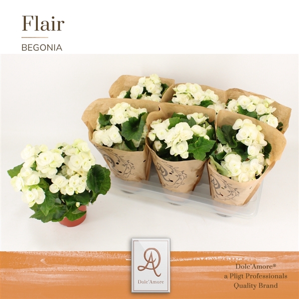 <h4>Begonia Clara P14 Dolc'Amore® Kraft</h4>