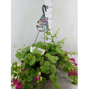 Lophospermum scandens