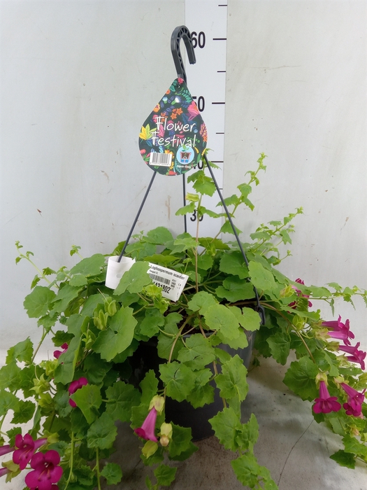 <h4>Lophospermum scandens</h4>