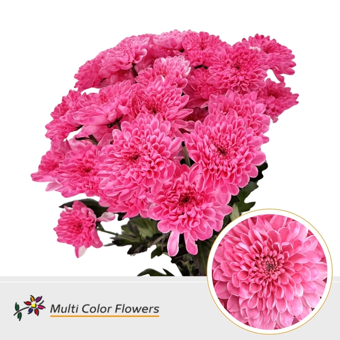<h4>Chr T Altaj Rose</h4>