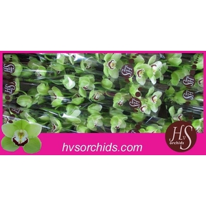 CYMB T LIMONES 60 CM