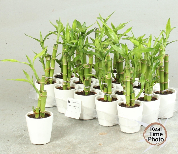 <h4>DRA LUCKY BAMBOO</h4>