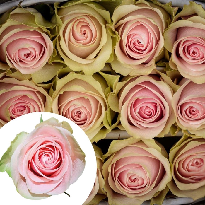 <h4>R Eq Frutetto</h4>