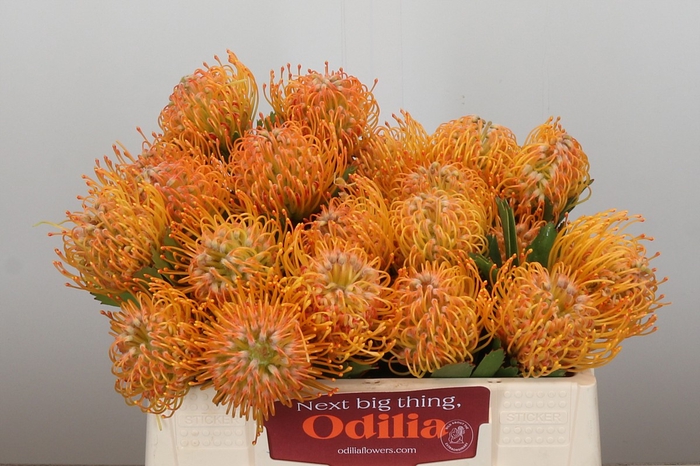 Nutans Soleil