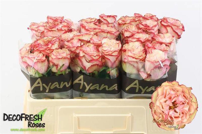 <h4>R Gr Country Candy Ayana</h4>