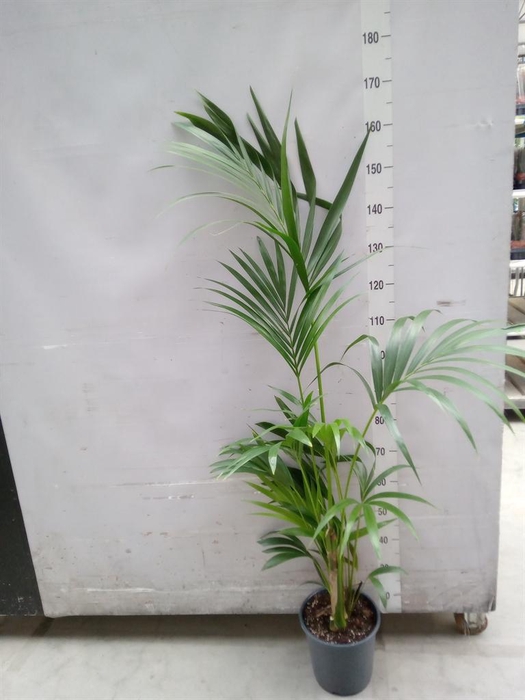 <h4>Howea forsteriana</h4>