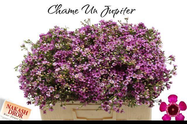 <h4>CHAME UN JUPITER</h4>