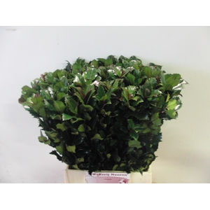 ILEX BL M BLU PRINCE