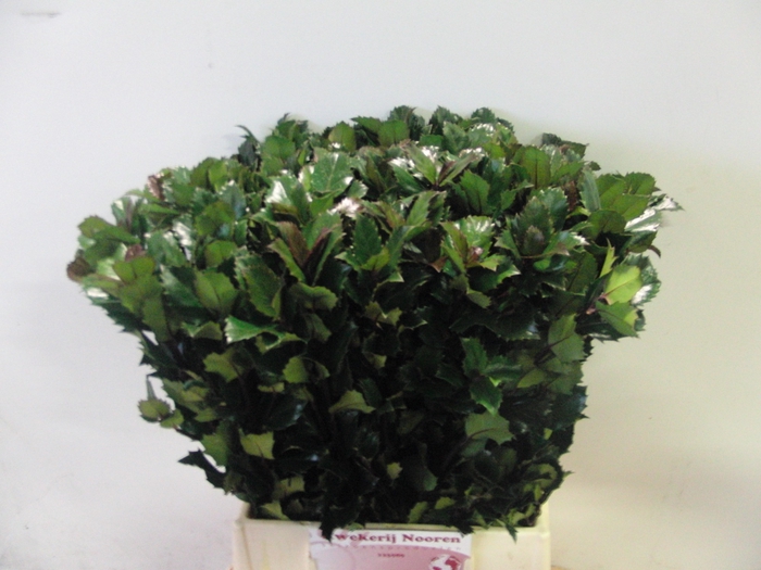 <h4>ILEX BL M BLU PRINCE</h4>