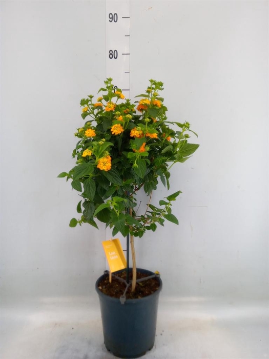 <h4>Lantana camara 'Simon Orange'</h4>