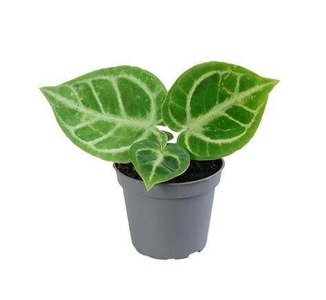 <h4>ANTHURIUM ANDR DORAYAKI P6</h4>