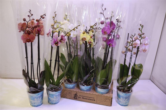 <h4>Phal Gem 4 Kl</h4>