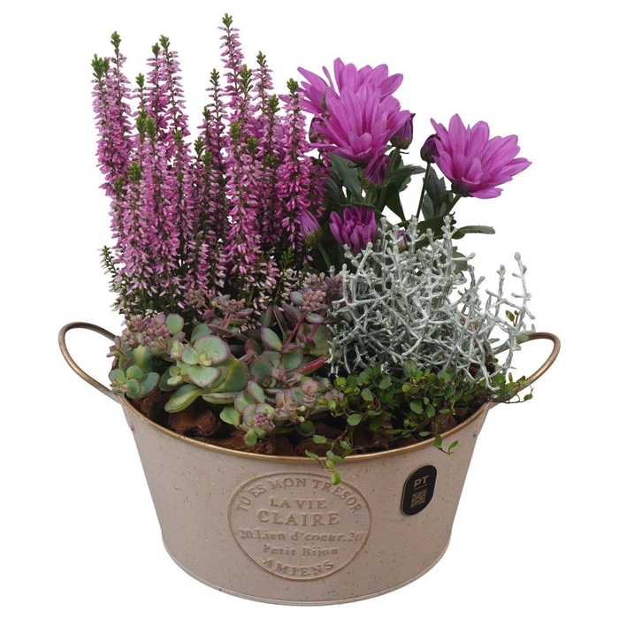 <h4>Arr.   Tuinplanten L%</h4>