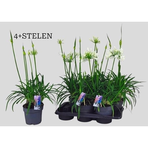 AGAPA PITCHOUN WHITE