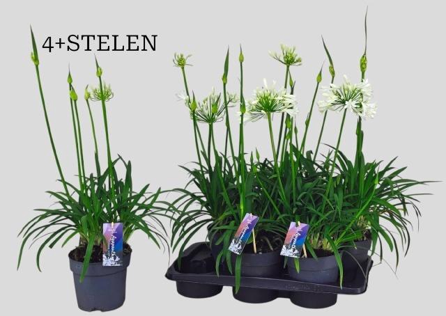 <h4>AGAPA PITCHOUN WHITE</h4>