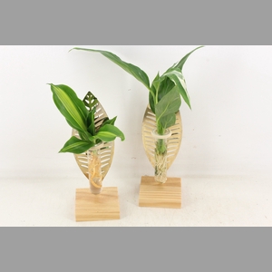 arr3 VD - Wood + leaf gold verona