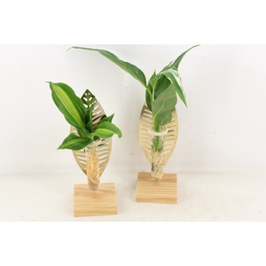arr3 VD - Wood + leaf gold verona