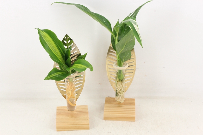 <h4>arr3 VD - Wood + leaf gold verona</h4>
