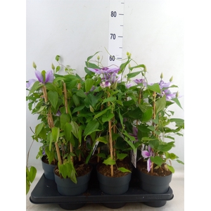 Clematis  'Boulevard'   ...