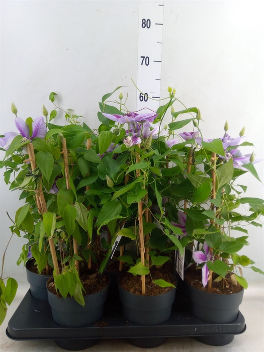 <h4>Clematis  'Boulevard'   ...</h4>