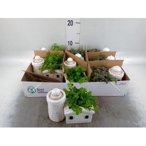 Arr.   Kamerplant Groen L%