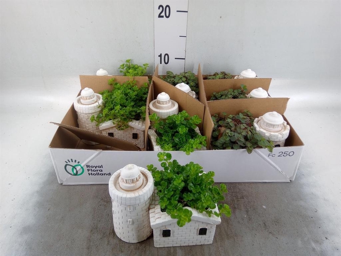 <h4>Arr.   Kamerplant Groen L%</h4>