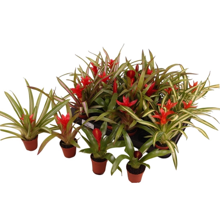<h4>BROMELIA GEM</h4>