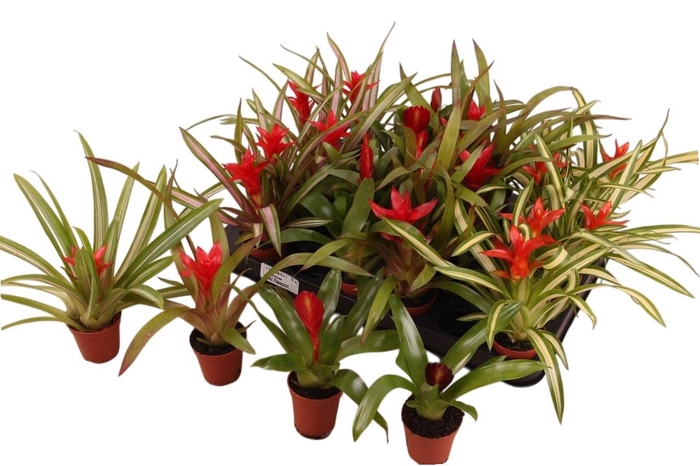 BROMELIA GEM