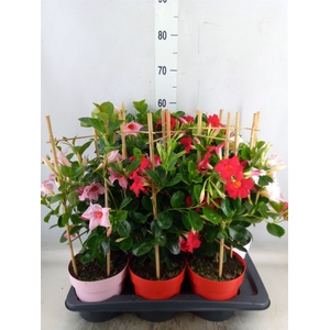 Mandevilla  'Sundavil'   ...mix