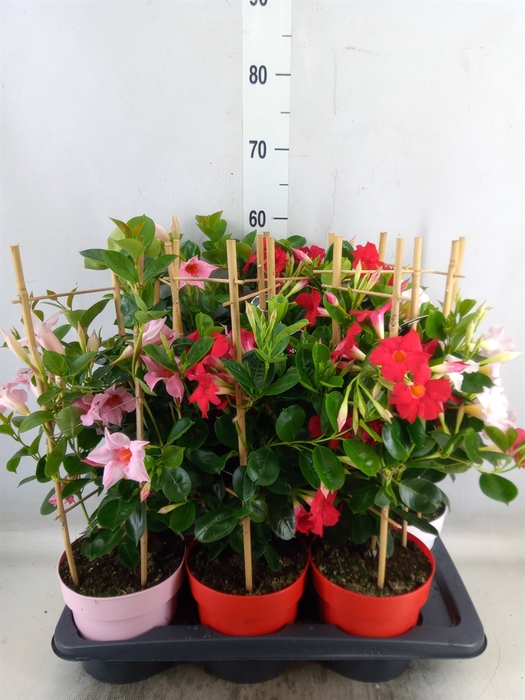 <h4>Mandevilla  'Sundavil'   ...mix</h4>